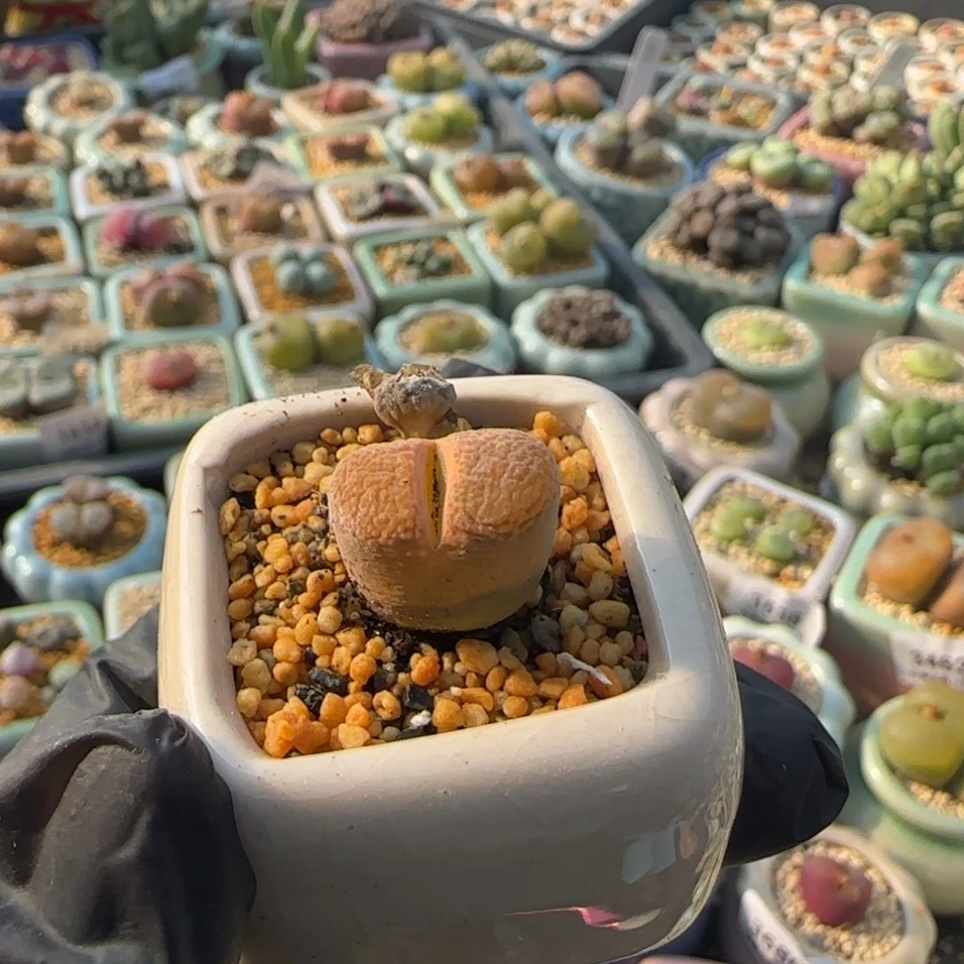 3891-一物一拍 带盆