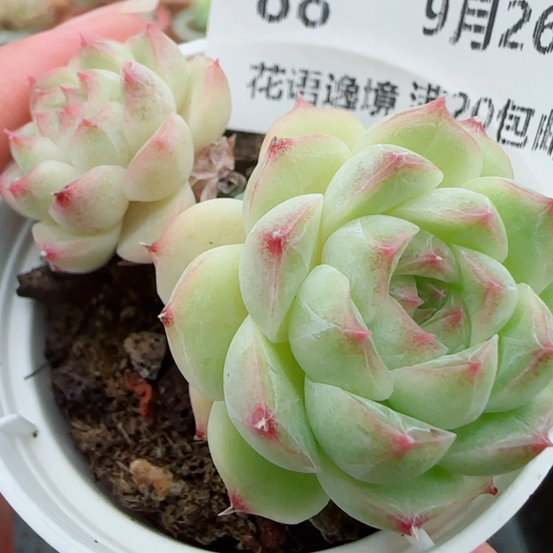 花语逸镜0926-88散