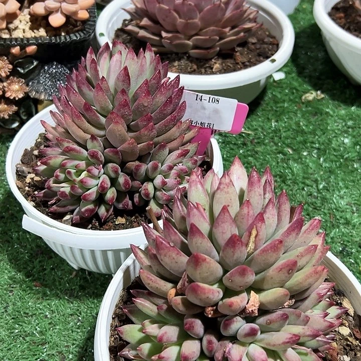 14.108虞美人一大