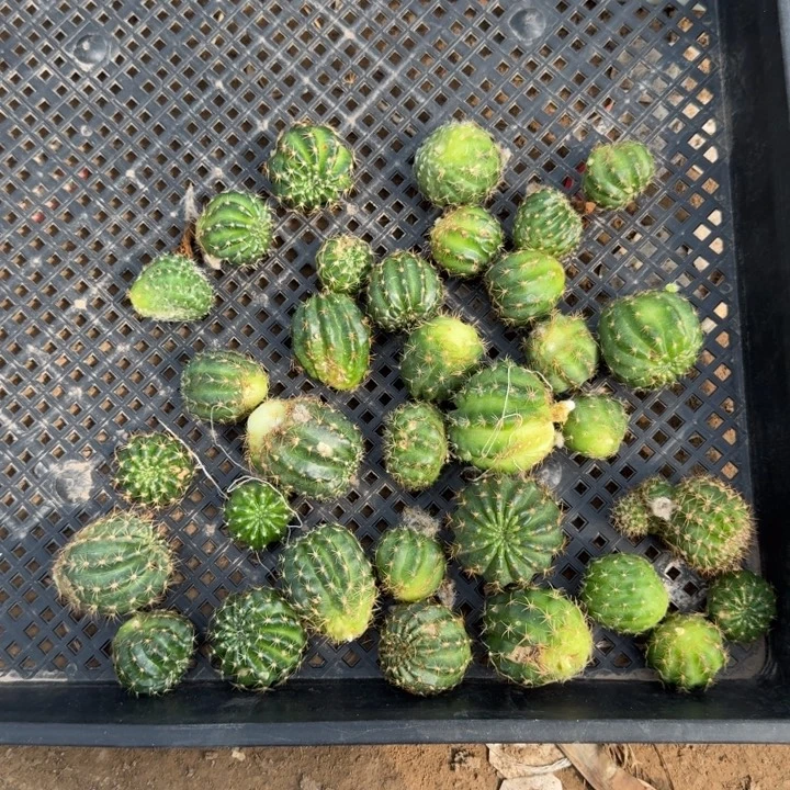 307新品丽花歪2公分左右无根侧牙虫咬斑，20包邮