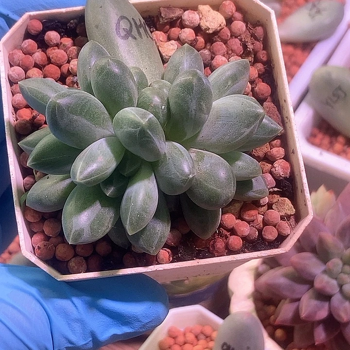 青花瓷锦基因多肉植物