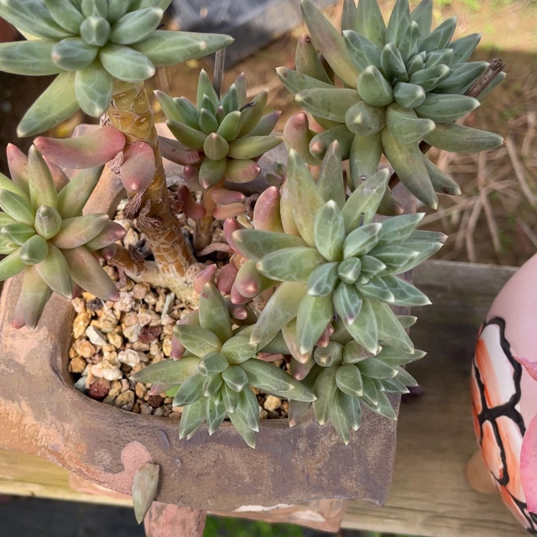 乌克拉拉群生暗纹老桩