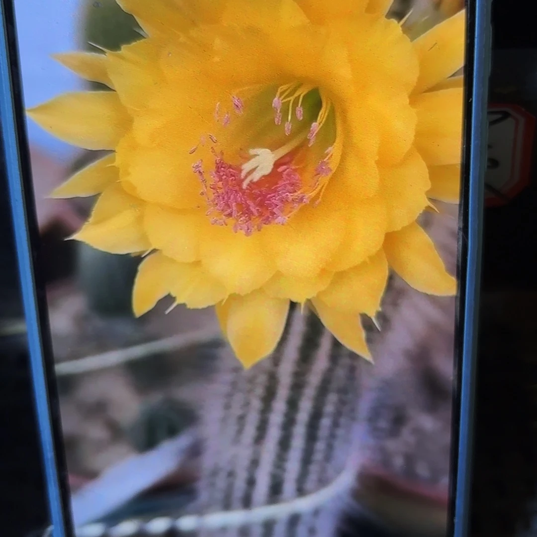 凝胶无根侧牙高六公分1