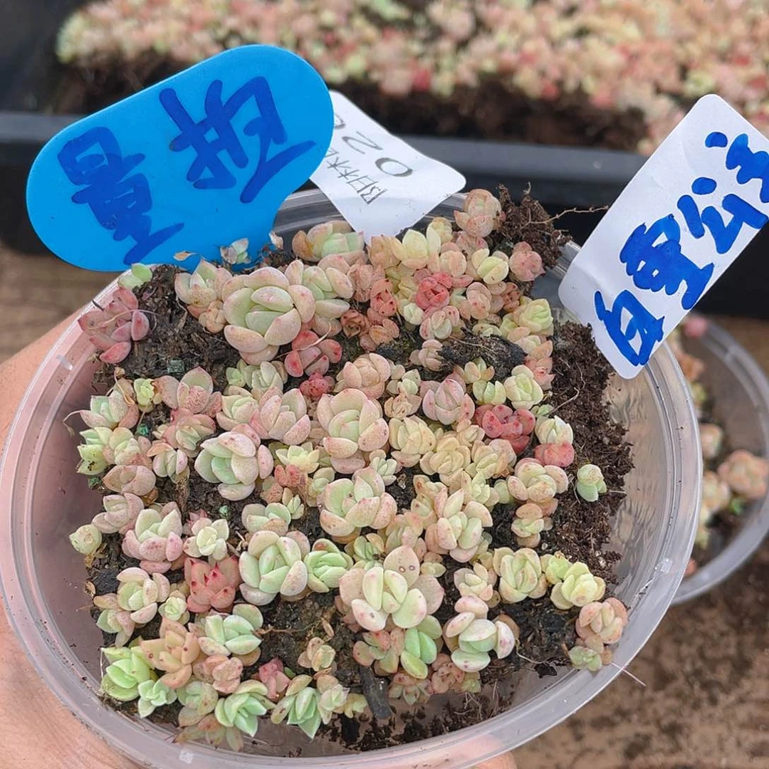 量拍多肉植物多肉植物26