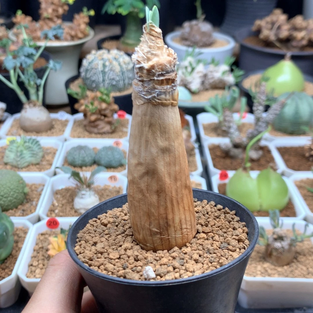 巨凤之卵带盆2.4cm
