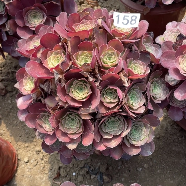 胖***号无花朵158多肉植物魅金玫瑰