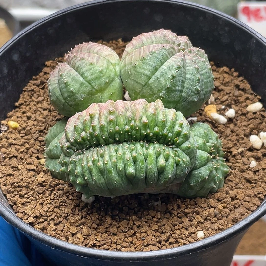 龟甲多头布纹球缀化仙人球