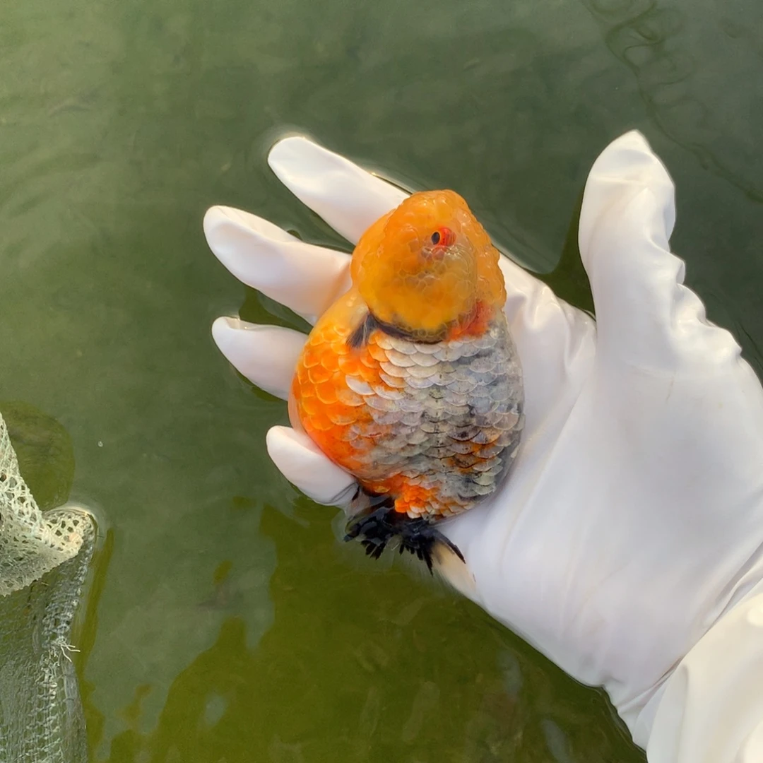 金鱼特色麒麟三彩