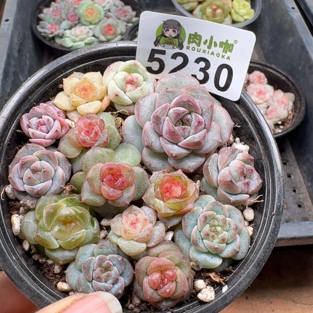 多肉植物多肉植物