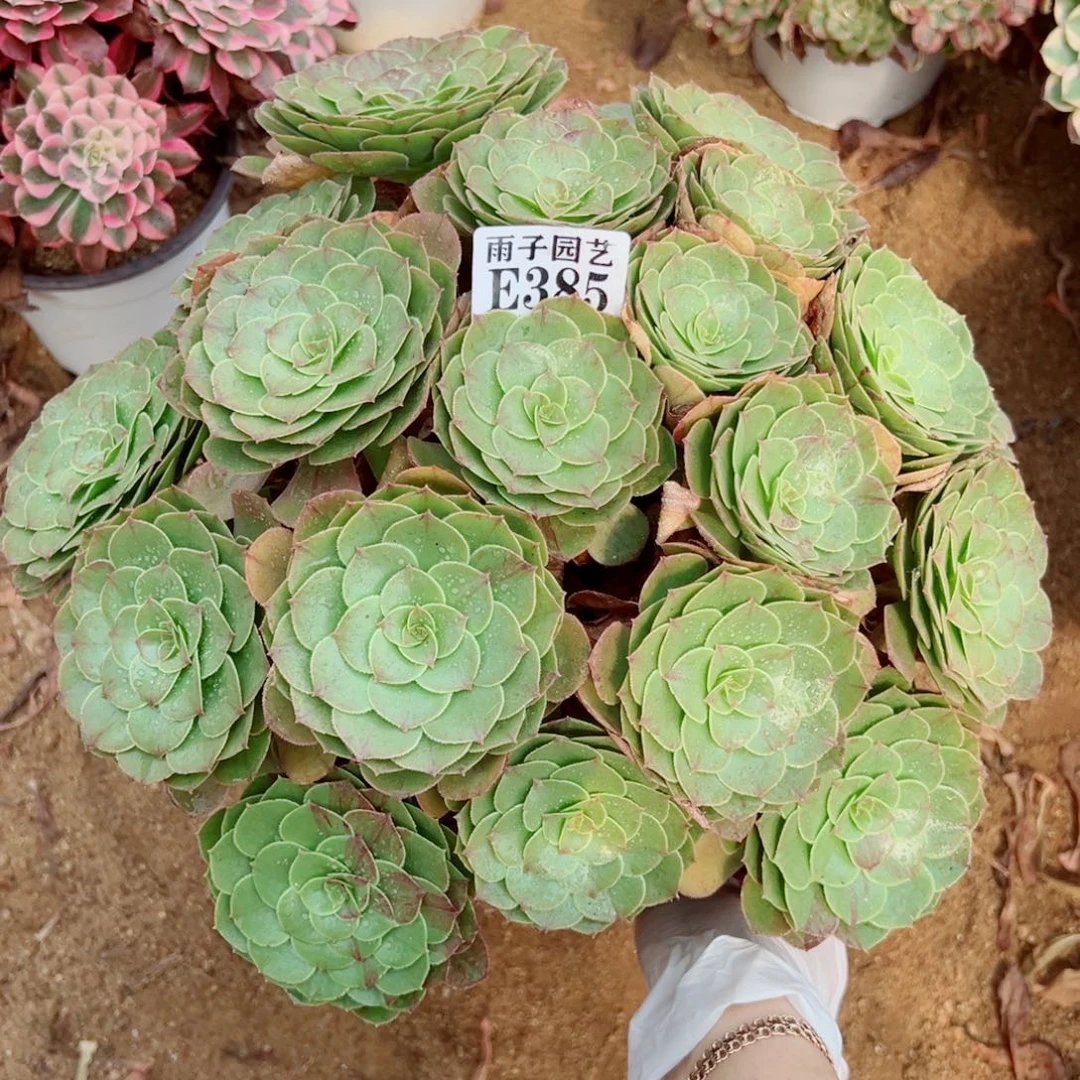 385花夜叶尺寸40左右