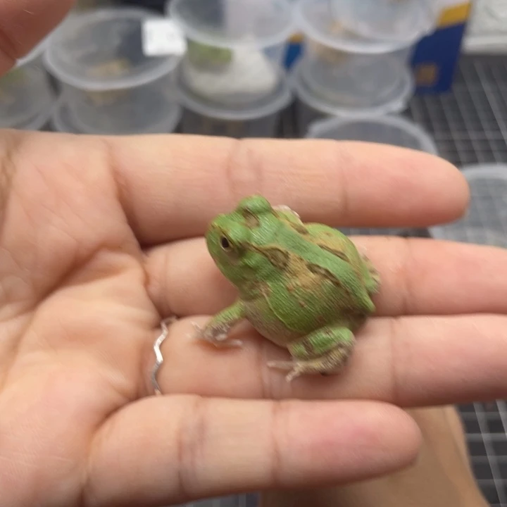 角蛙波子角蛙 032