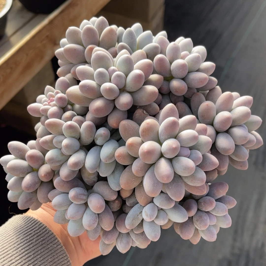 大叶汤圆一物一拍