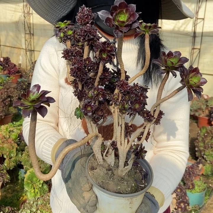 小****西668黑豆缀化老桩