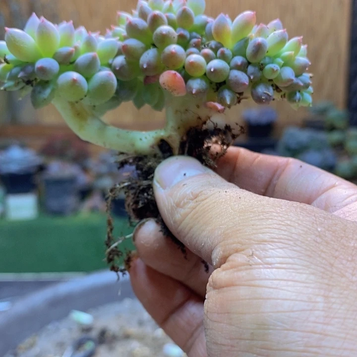 仙***y199号所罗门多肉植物