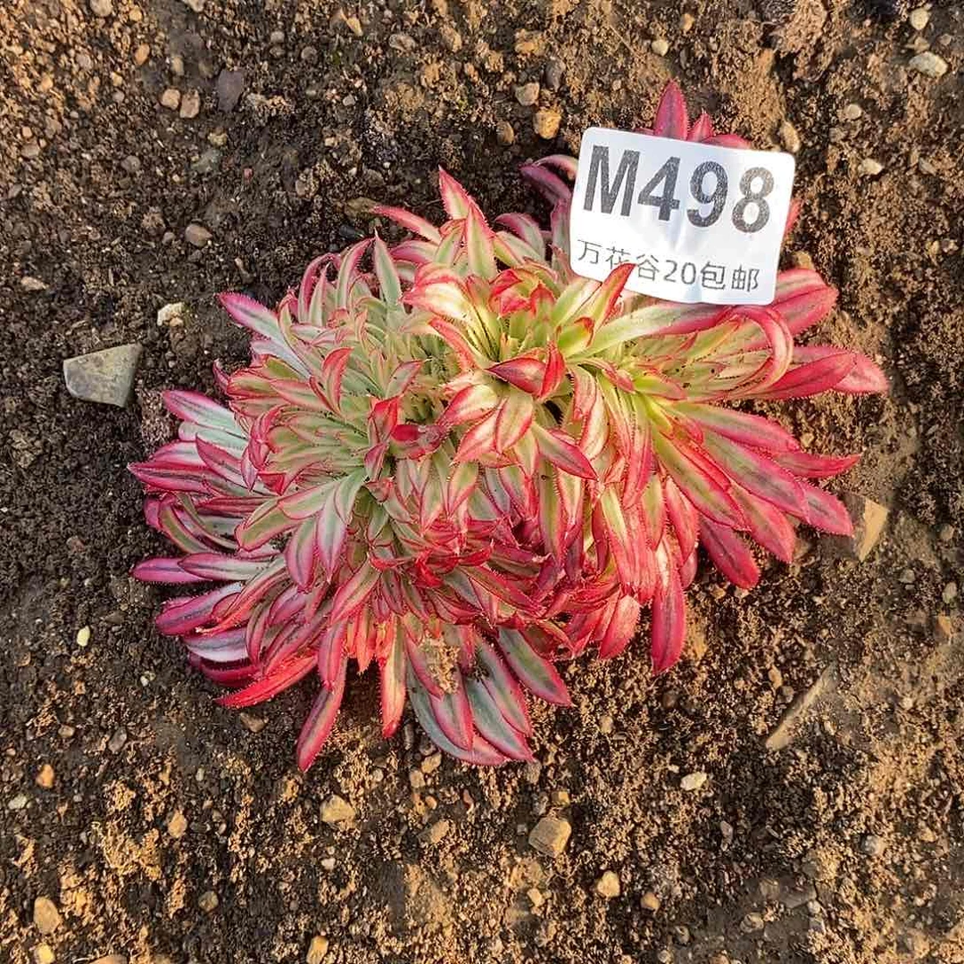 498朱雀缀多肉植物