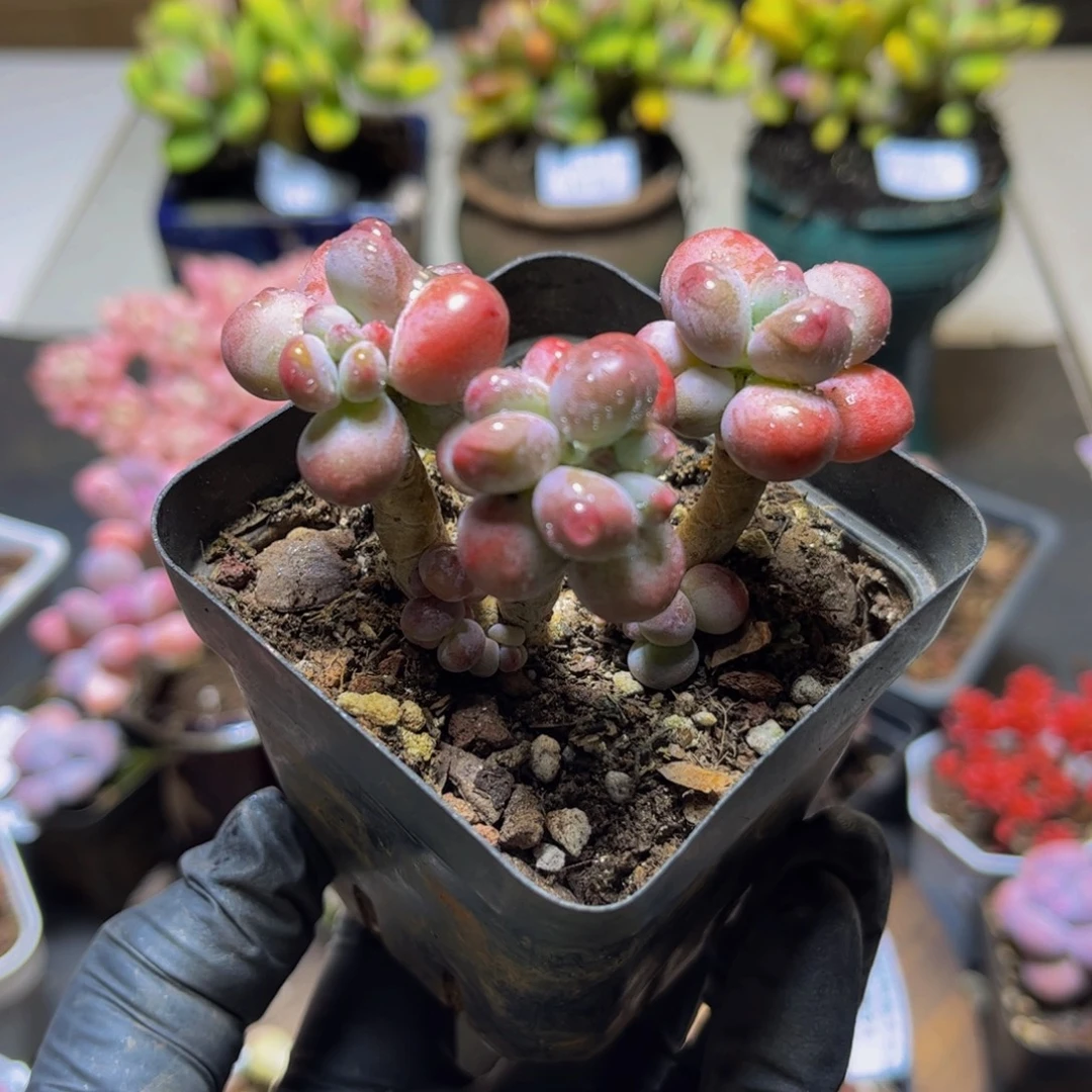 532一代苹果奶酪6厘米多肉