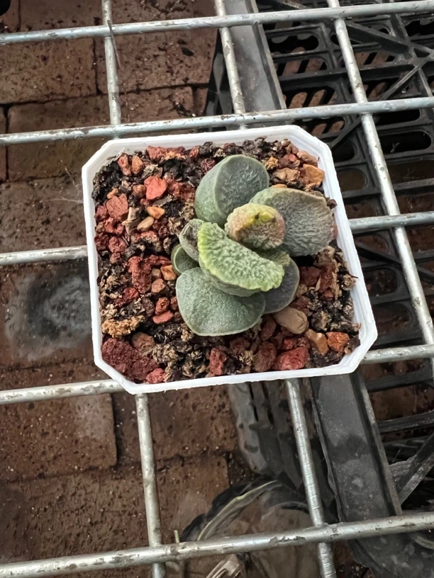 墨墨水泡多肉植物