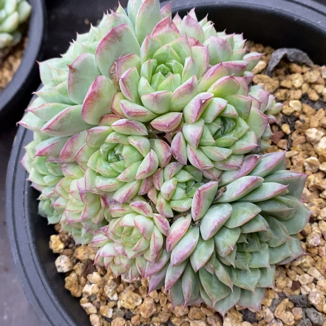 精品多肉一物一拍不包整95