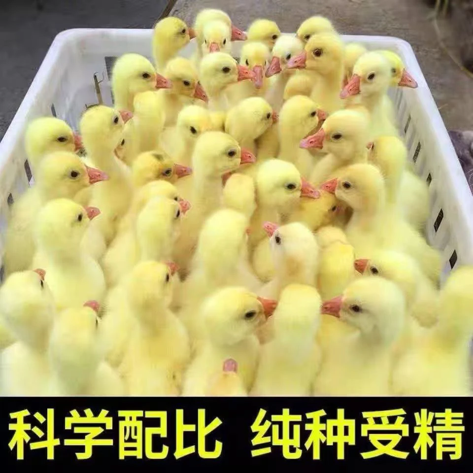 四季产蛋王大种三花宠物鸭顺丰包邮到家