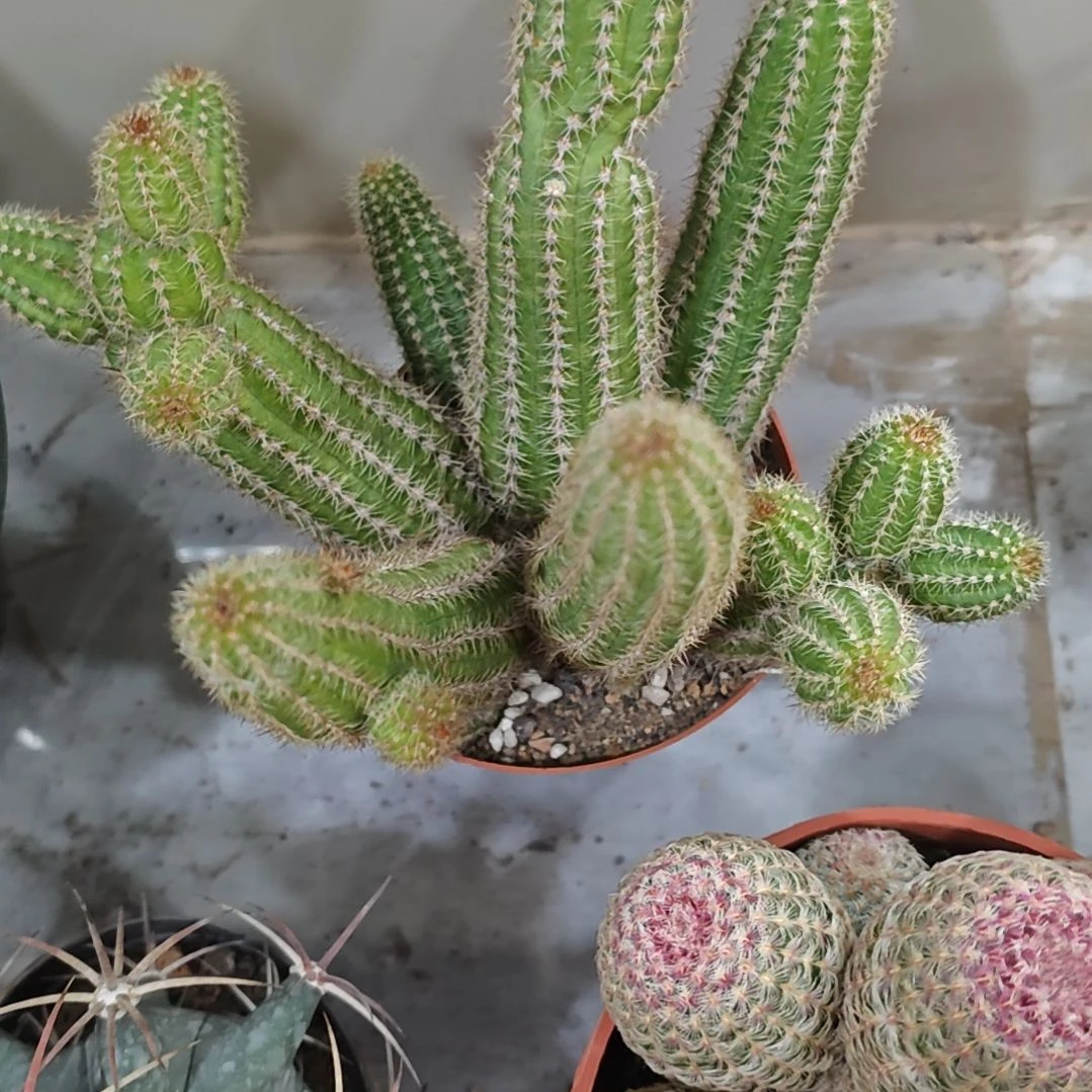 白檀维罗纳仙人球