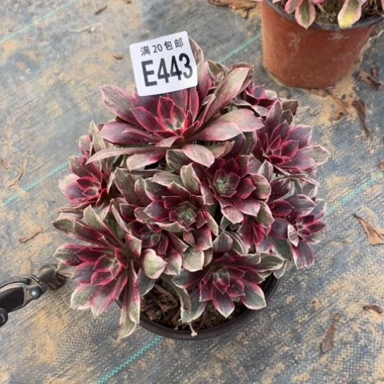 443浣纱法师不包断枝