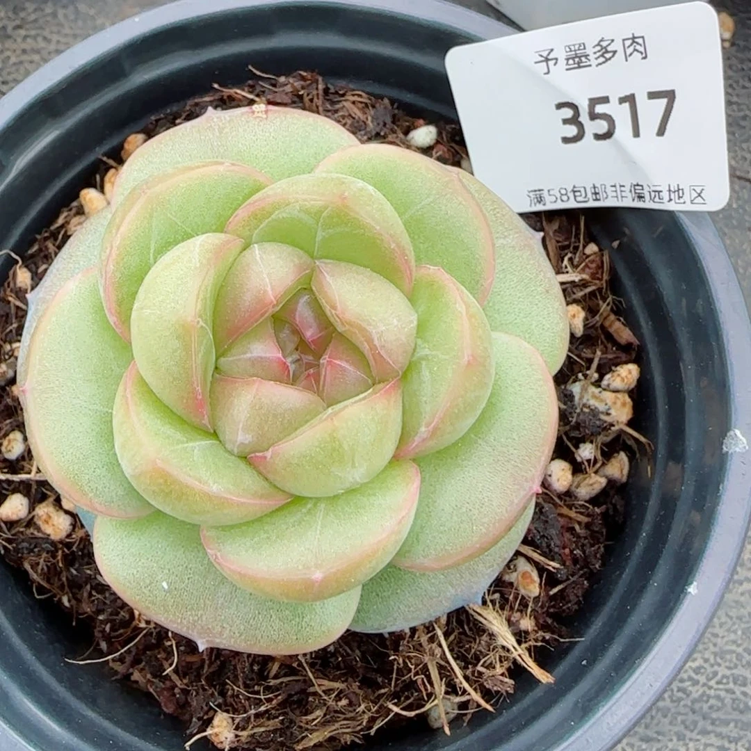 碧玉珍妮，3517多肉植物