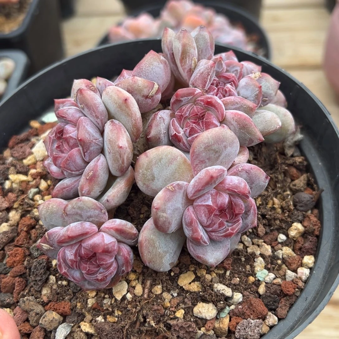 5头带缀哈哈哈哈哈哈