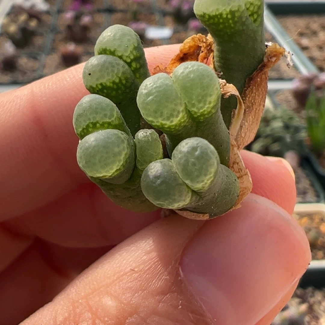 31 好看的肉锥冲冲冲