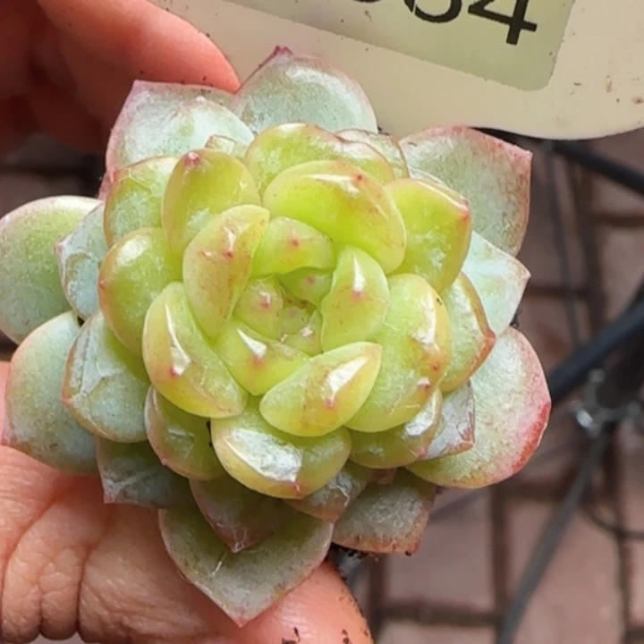 584   甜心