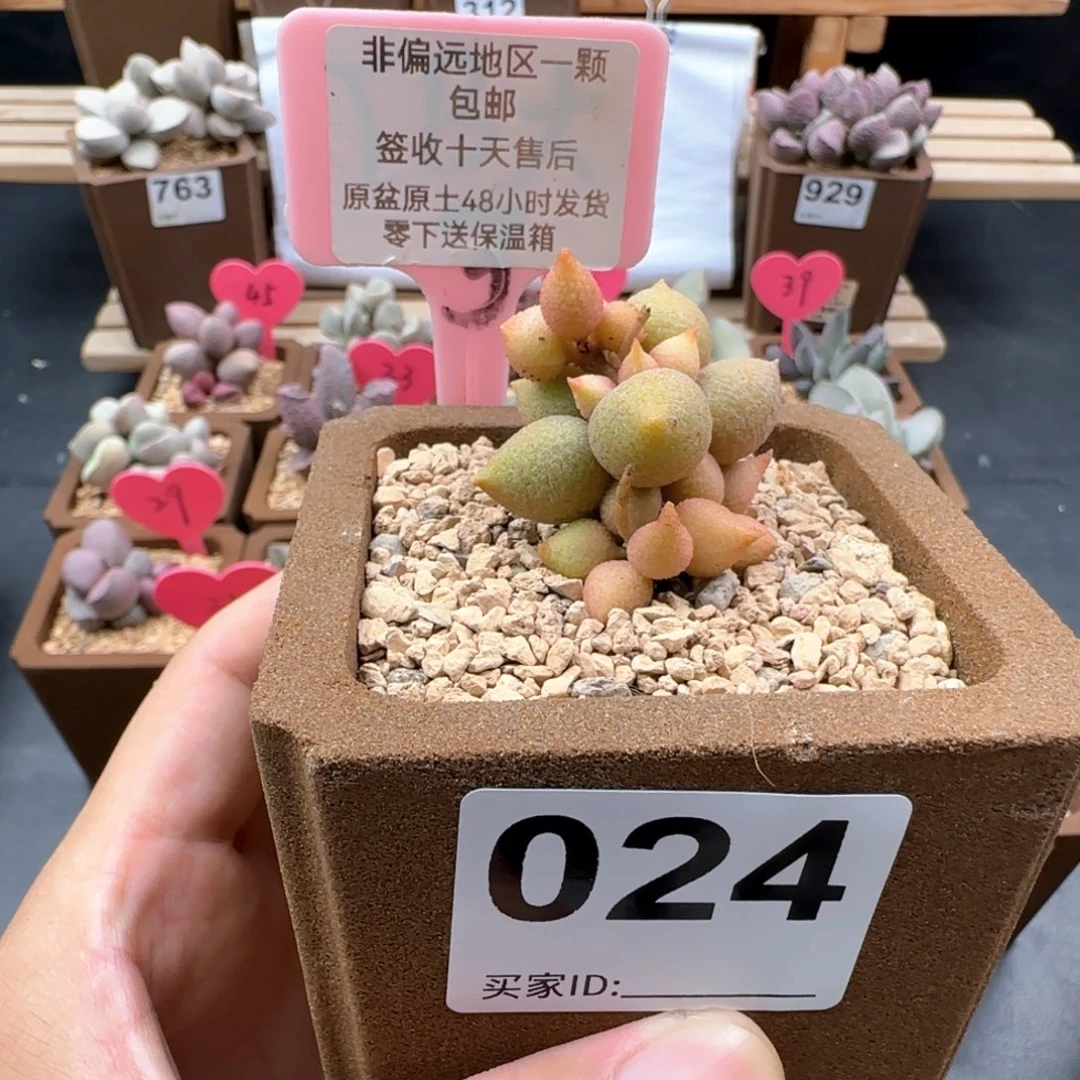 木*牛024小辣椒多肉植物微瑕