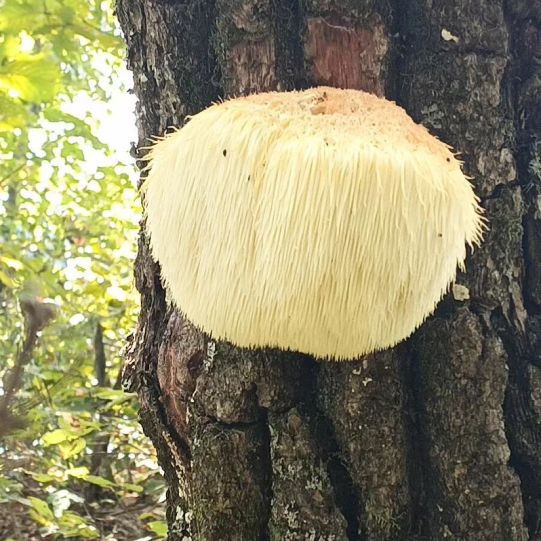 正宗桓仁新鲜野生长毛猴头菇东北农特产菌菇煲汤佳品