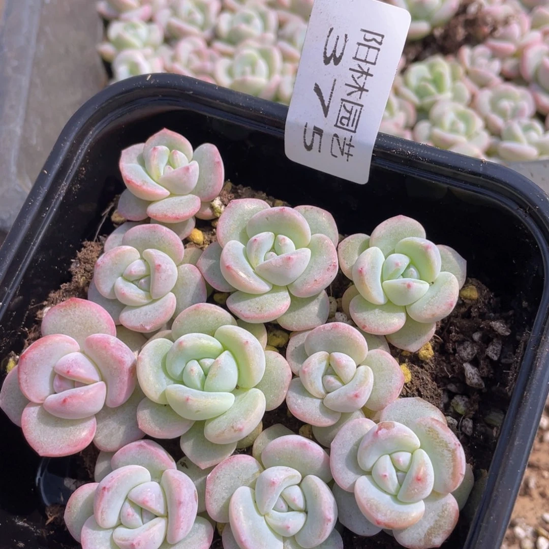 多肉植物多肉植物375