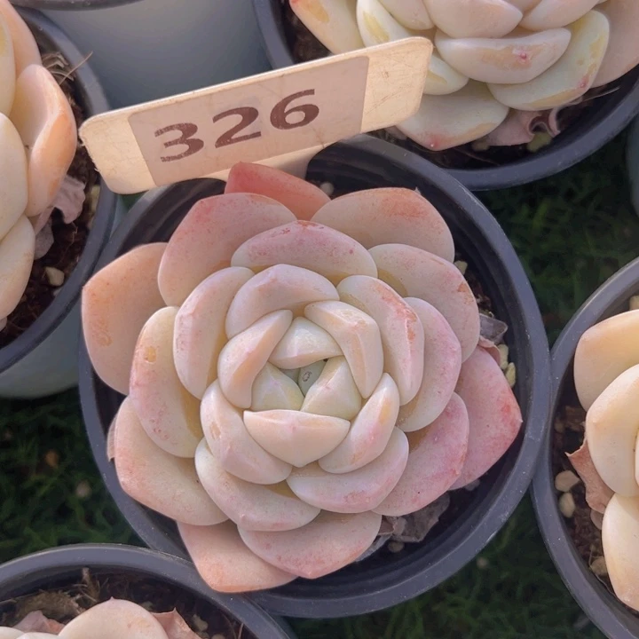 健健康康平平安安