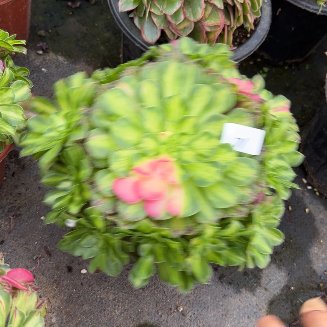 71知否多肉植物系