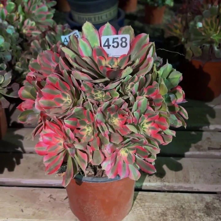 458妖月多肉植物不售后