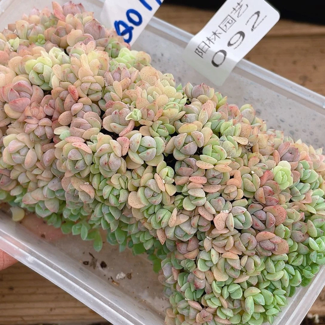 量拍多肉植物多肉植物92