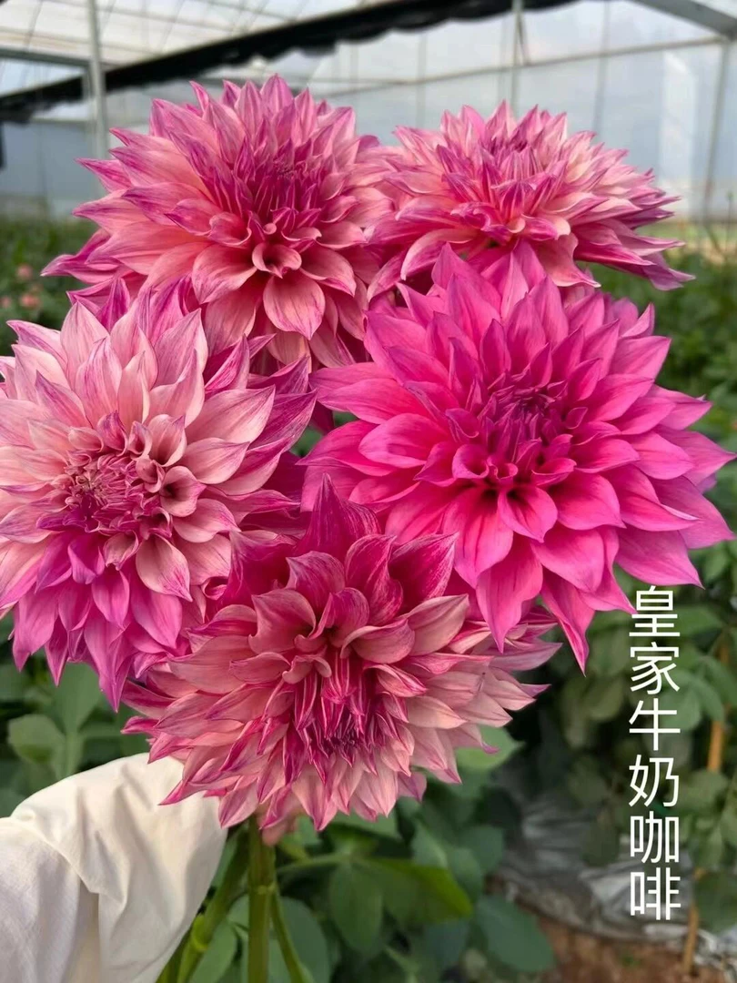 【新人团购】福利进口品种大丽花巨花