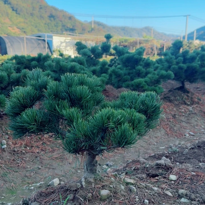 无花朵双**景d g h j k