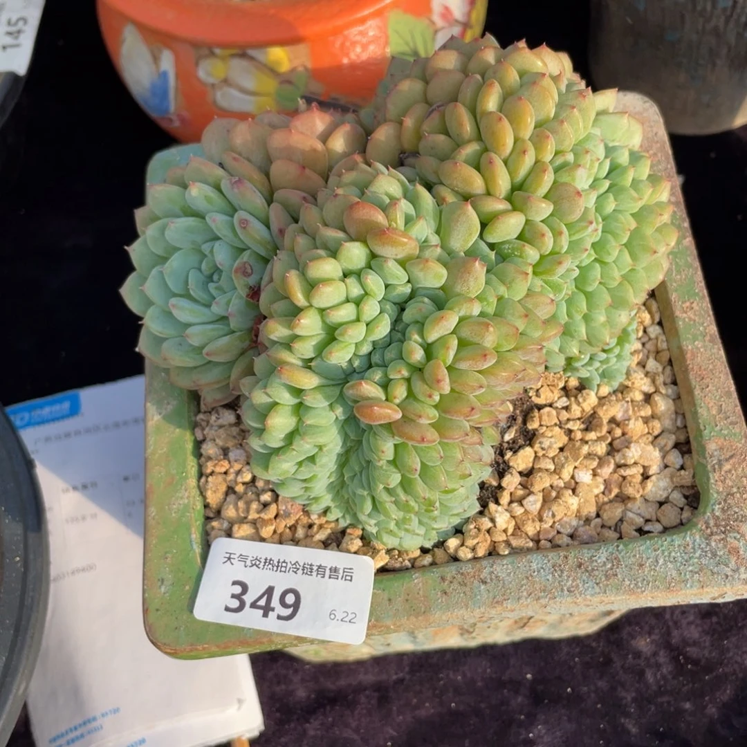 349白胖子缀化多肉植物