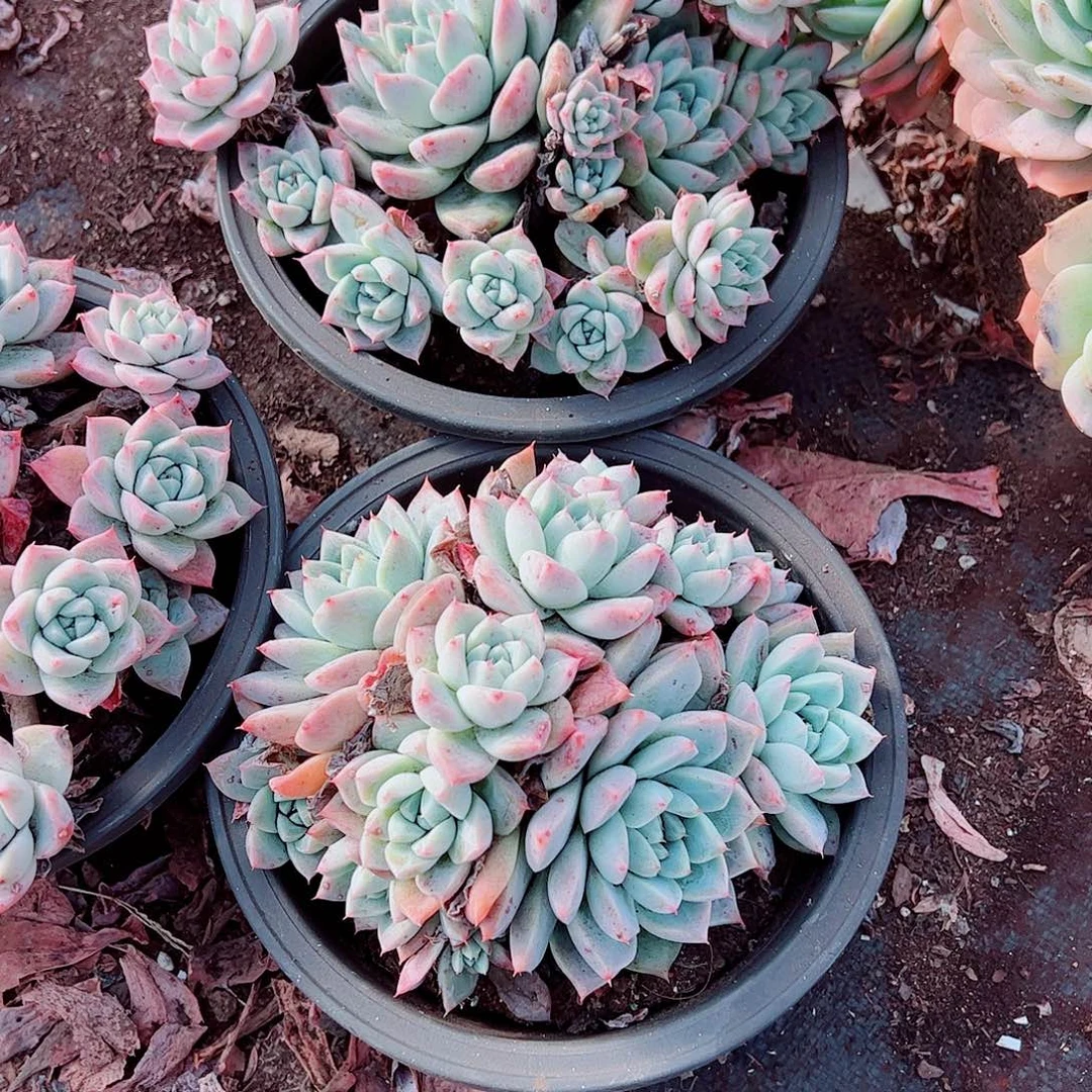 冰山美人多头造型精品特价