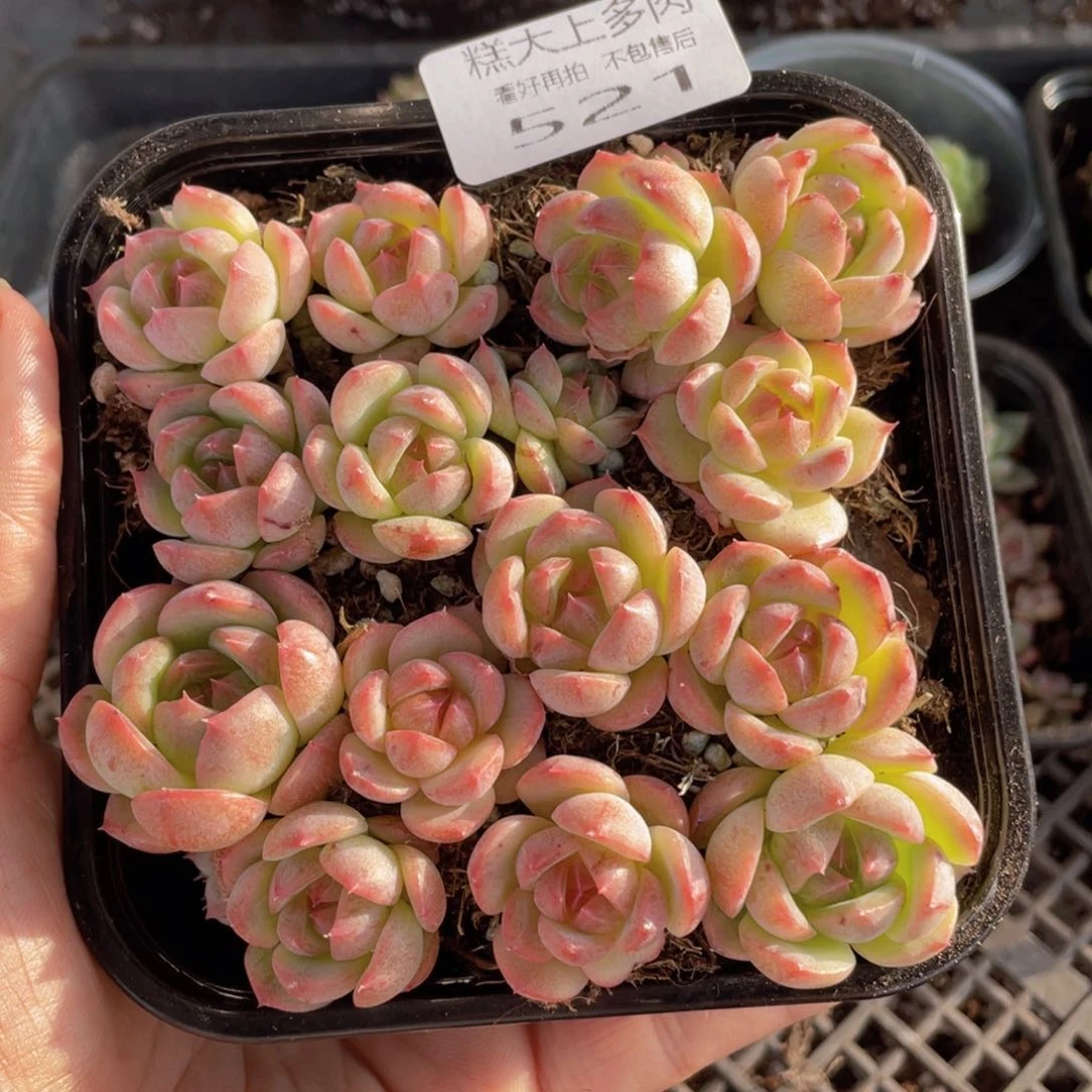糕大上多肉植物521
