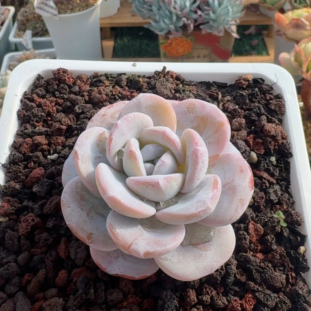 1917一物一拍（满28包邮）