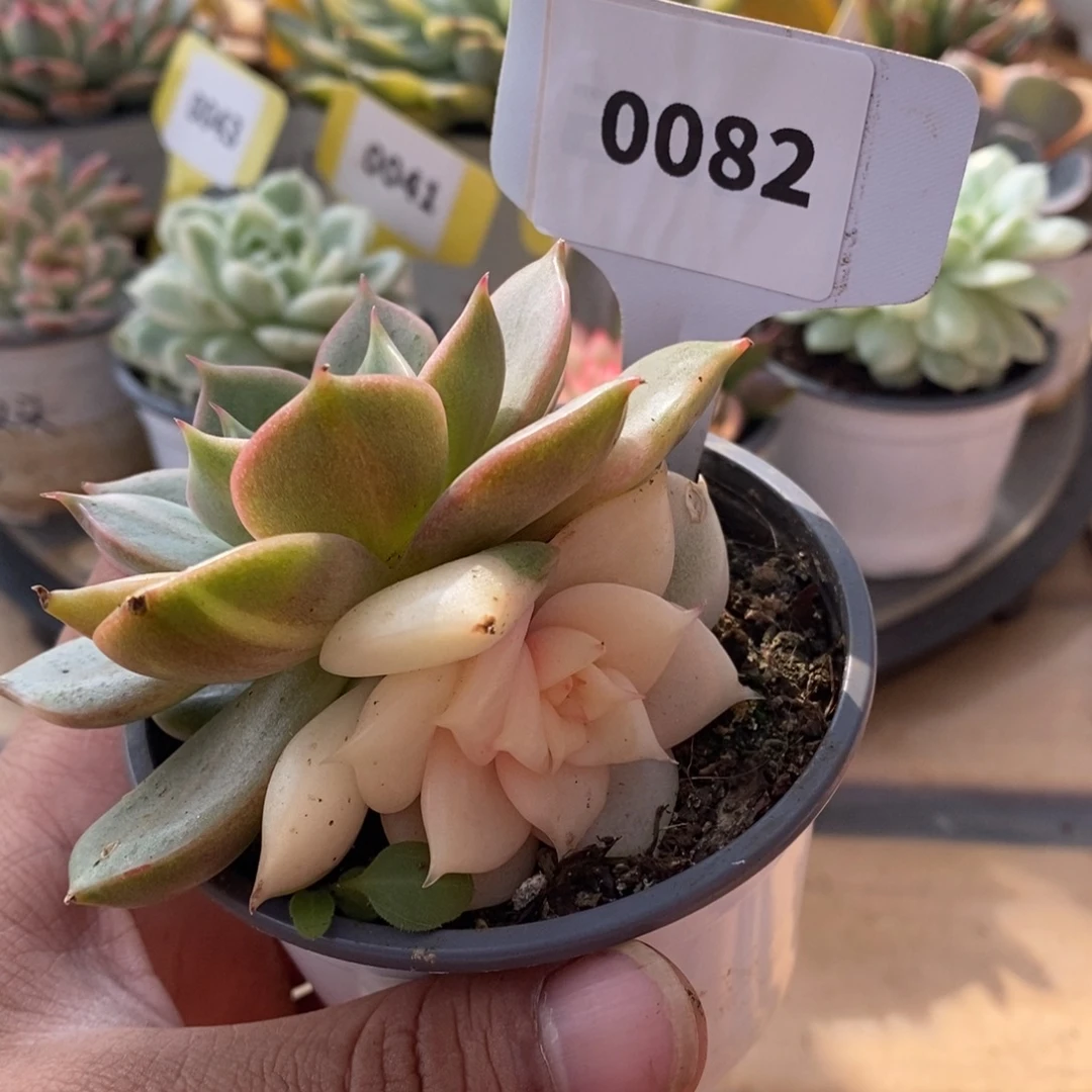 0082贝加尔湖哈哈哈