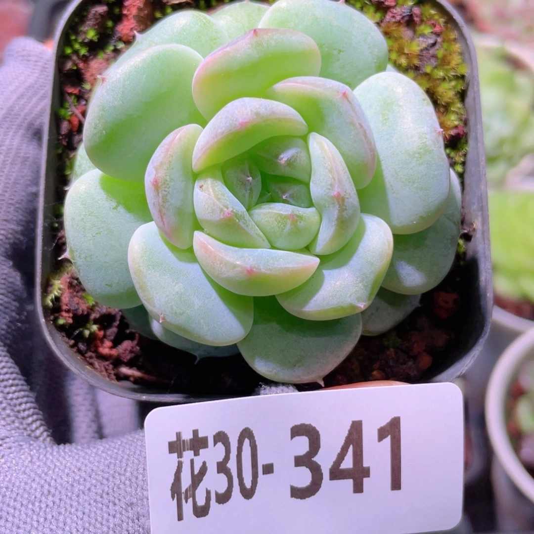 花利美30-341新品