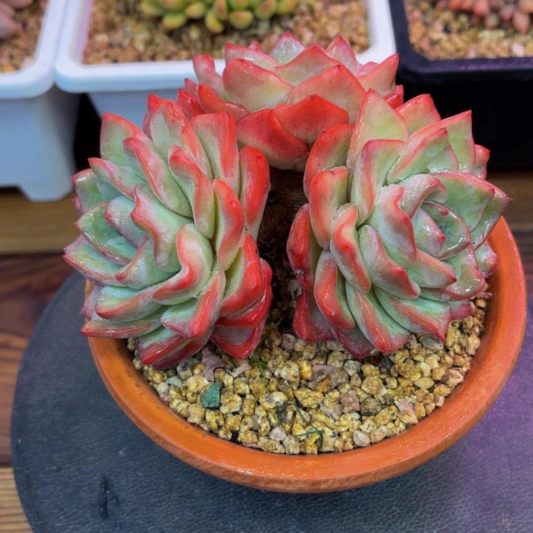 泡芙多肉植物一物一拍