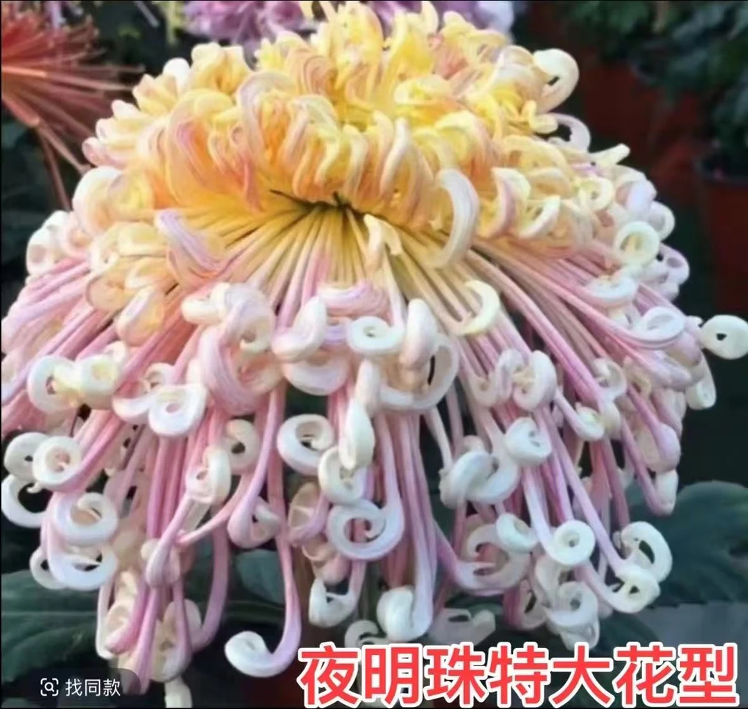（夜明珠）原盆原土 带花苞发货