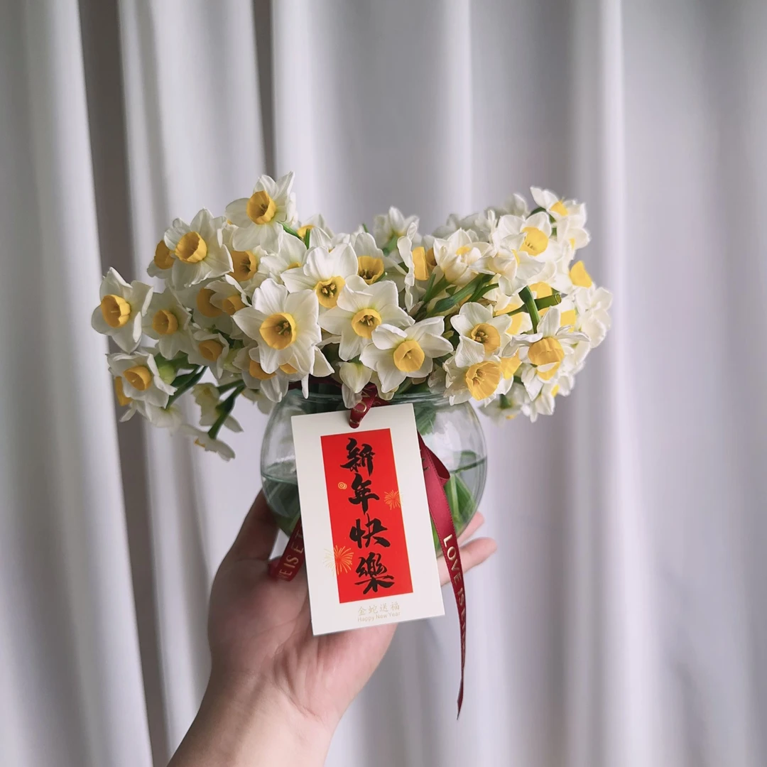 【鲜切水仙】凌波仙子正宗漳州水仙切花现采摘遇水开花好养满屋飘香