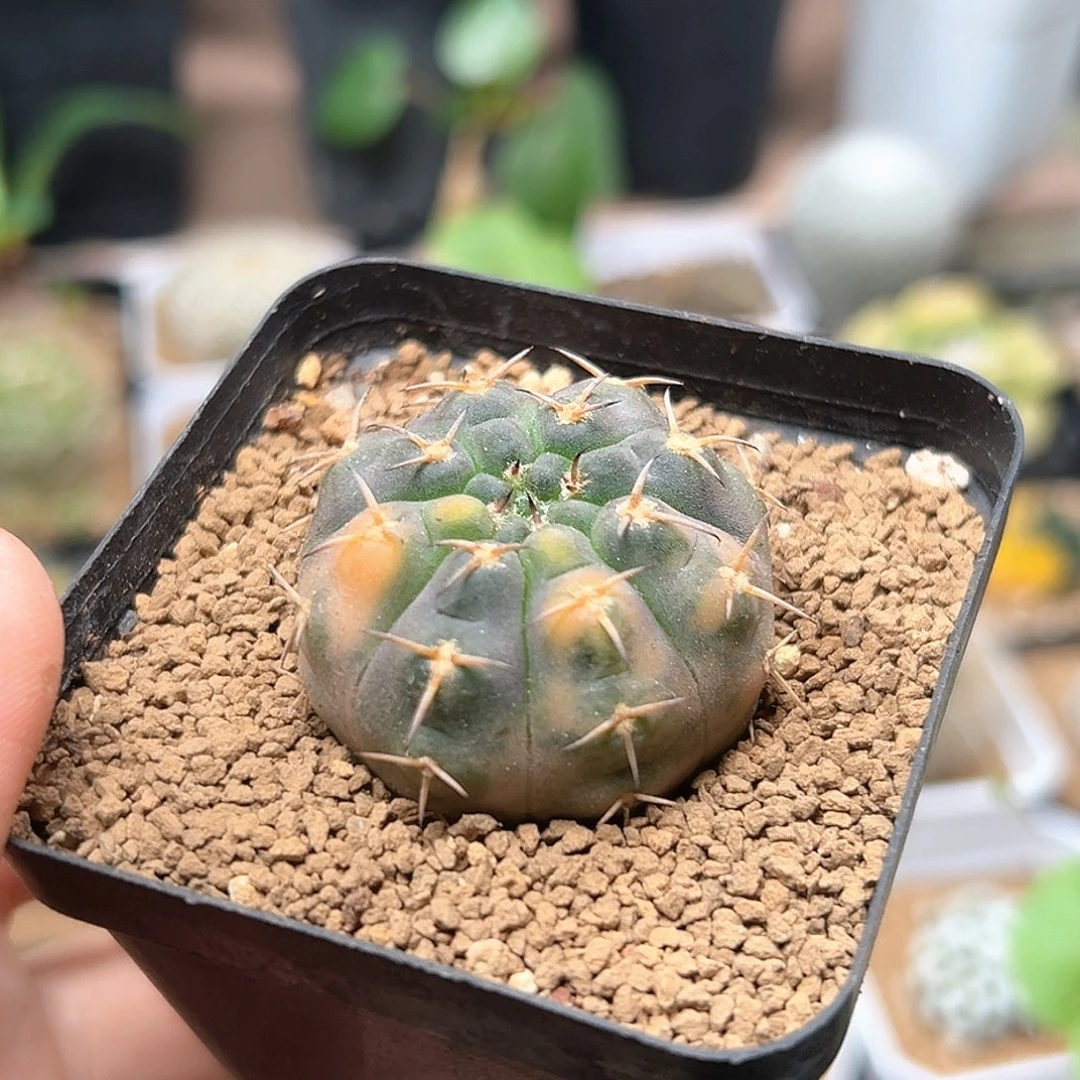 无花朵实生裸萼锦一颗