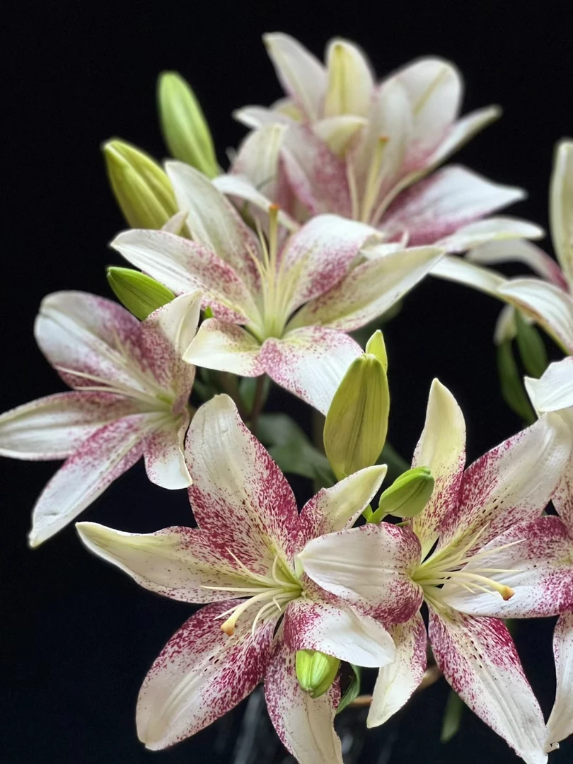 赞美诗无香亚百合多头2支（小头）基地鲜花  家养水养