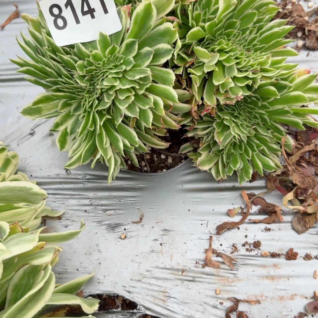 我8141 号多肉法师特价